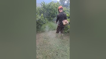 Các loại máy phát cỏ tranh tài Stihl fs250 vs Husquavana 531 vs Echo EYB 46