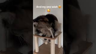 Koko has a huge message for u guys. Watch until the end! 🥰😹#mainecoon #cutecat #koko #kitten
