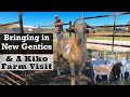 Bringing in new genetics  visiting another kiko goat farm  goats in texas  kiko goat farm