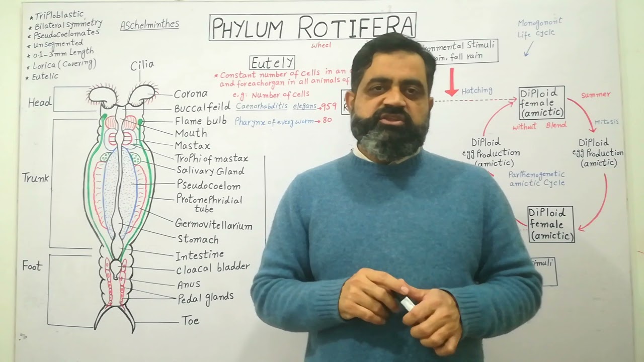 Phylum Rotifera Urdu /Hindi medium |Monogonont life cycle 