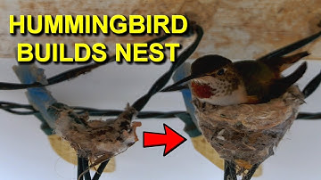 Watch Hummingbird Build Nest: 3 Weeks