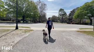 Pepper by Off Leash K9 Training of the LowCountry 54 views 9 months ago 6 minutes, 13 seconds