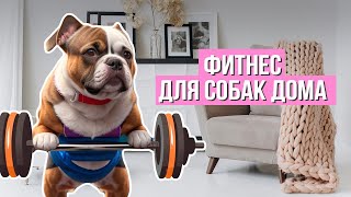 Легкие упражнения для здоровья собаки