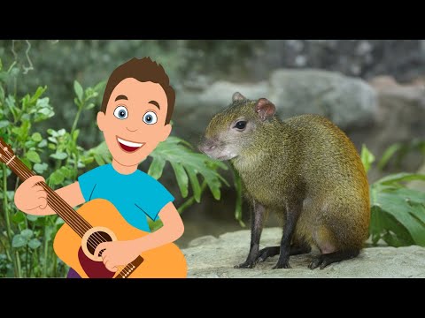 I Am an Agouti