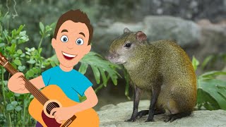 I Am an Agouti