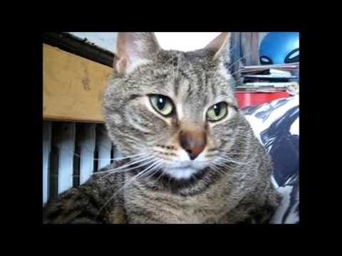 cat แปลว่า Morning shower