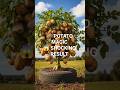 Creative grafting potatoes fruit with egg very easy at home #grafting