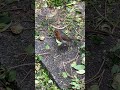 Robin Redbreast is Welcomed #explorelearngrow #robinredbreast #wildlifeshorts #nature #shorts