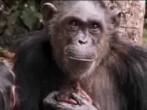 A new cute baby chimpanzee is born in the wild jungle - BBC wildlife