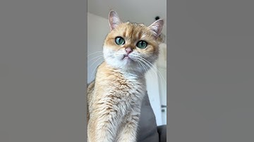 Even My Cat Loves WowCube 😻💖 #wowcube