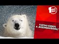 10 érdekesség a jegesmedvékről, amit eddig talán nem tudtál - Állatvilág #6