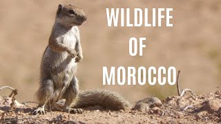 Wildlife of Morocco : Between the Sahara and the Atlas