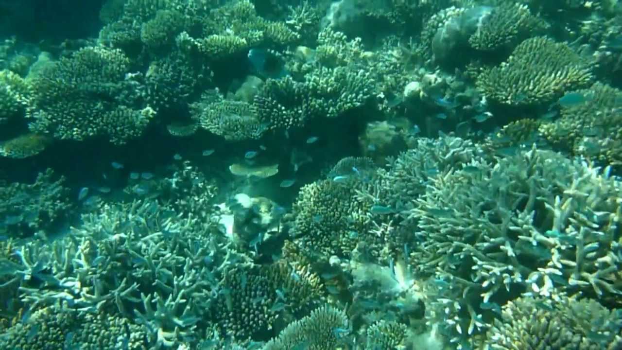Maayafushi Tourist Resort House Snorkeling Youtube