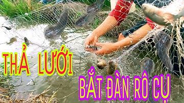 THẢ LƯỚI CÁ RÔ ĐỒNG MÙA NƯỚC LŨ DÍNH TOÀN CÁ RÔ CỤ XEM ĐÃ MẮT./ cảnh miền tây 84.