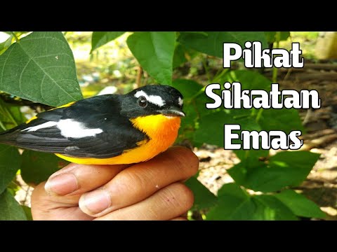 Download Pikat Burung Sulingan Emas Untuk Di Pindah Ke Hutn Mp3