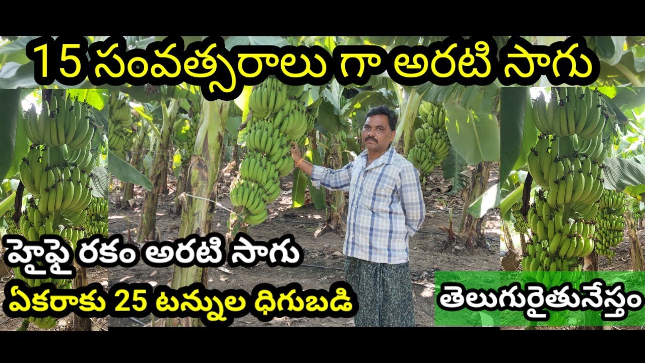 4 ఎకరాల్లో అరటి.. ఎకరాకు 25 టన్నుల ధిగుబడి | Banana Farming | rythu pusthakam