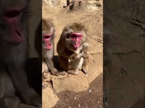 【高尾山さる園】初めて卵を食べるテントさん【Snow monkey】 #monkey #猿山 #animals #japanesemonkey #高尾山 #動物園 #snowmonkey #動物