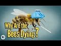 Bee Conservation and Challenges Quiz