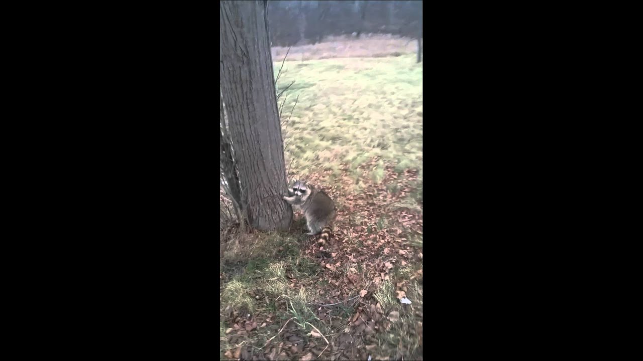 squirrels pizza Raccoon Removal Toronto