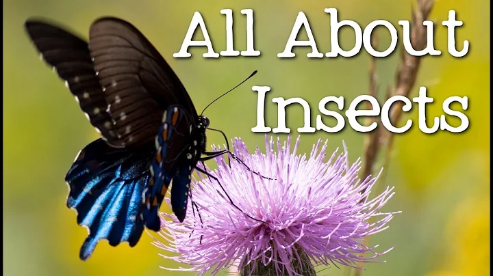 All About Insects for Children: Bees, Butterflies, Ladybugs, Ants and Flies for Kids - FreeSchool - DayDayNews