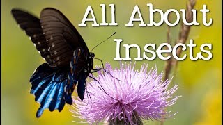 All About Insects for Children: Bees, Butterflies, Ladybugs, Ants and Flies for Kids  FreeSchool