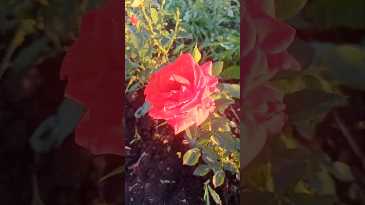 Огородный триллер или почему трава растет быстрее всего