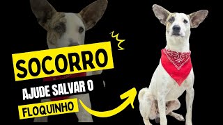 SALVE O FLOQUINHO! by MiAu Castração Solidária 65 views 2 months ago 1 minute, 23 seconds