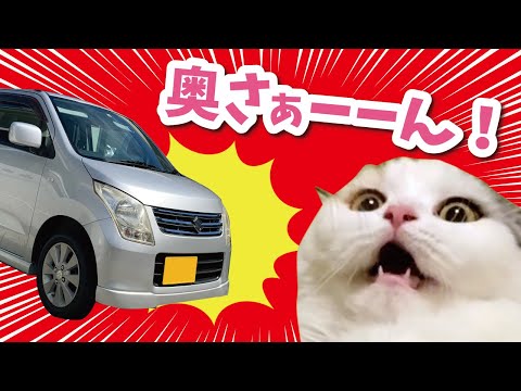 【事故】奥さんが朝帰りされました【おしゃべりする猫】