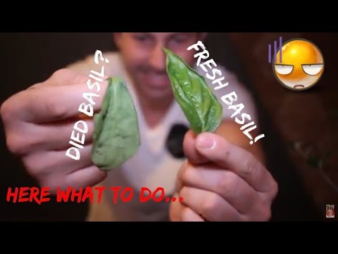 Wideo: Basil „Napoletano” Info – Dowiedz się więcej o uprawie ziół bazylii Napoletano