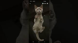 Cat Bottom View Wallpaper #cat #cats #bottom #catpaw #catpaws #livewallpaper screenshot 5