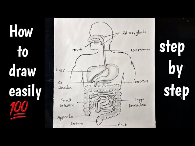 A Guide to Understand Digestion System with Diagram | EdrawMax Online