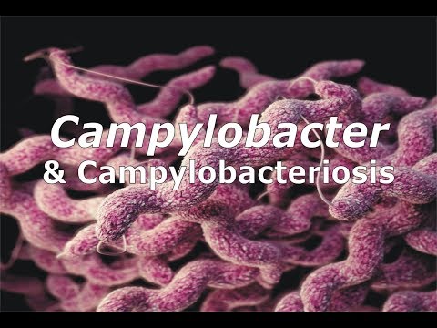 Video: Bakteriële Infeksie (Campylobacteriosis) By Honde