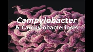 Campylobacter & Campylobacteriosis