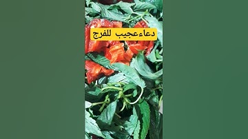 #الرقية_الشرعية #حمزة_بوديب #سورة_الكهف  #سورة_البقرة #اكسبلور #دايت #السعودية#america #amazing
