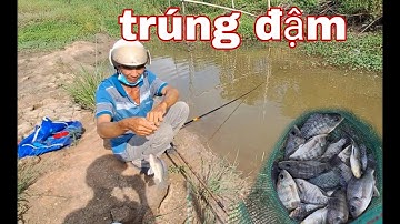 Câu cá rô,rô phi,nước cạn cá gôm ổ câu thấy mê luôn | vui miền tây vlog