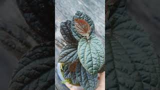 Piper Sp Papua - Black Pink Fazza Nursery - Popular Plants