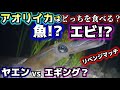 【エギング・ヤエン師必見】アオリイカは魚とエビどっちを食べる?魚VSクルマエビリベンジマッチ!