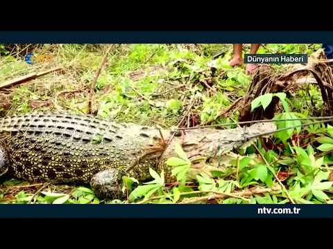 Endonezya'da timsah katliamı (Halk timsah çiftliğini bastı)