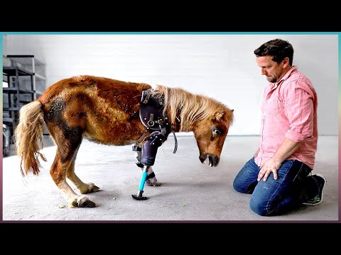 Видео: Blind Shelter Dog Cries каждый раз, когда он остался один