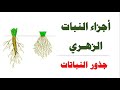أجزاء النبات الزهري  جذور النباتات  العلوم والحياة الصف التاسع الأساسي المنهاج الفلسطيني