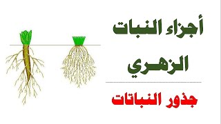 أجزاء النبات الزهري II جذور النباتات II العلوم والحياة -الصف التاسع الأساسي - المنهاج الفلسطيني