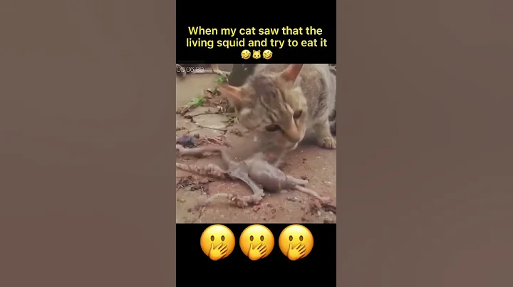 Watch the video about Tik Tok - Funny Pets Reaction - Dog And Cat Compilation P.2 #short #shorts