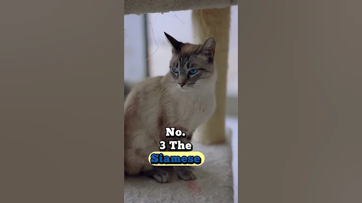Watch the video about Top 5 Cat Breeds You’ll Absolutely Love! #adorablecats
