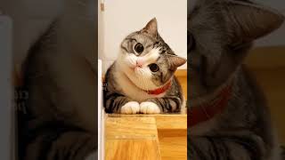 Funny Animals 2023 😅 | Cute Cats Video #cats #dogs by Tommy&Barbie Cat Channel 2,854 views 9 months ago 1 minute, 20 seconds