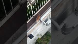 فقط ببینید مهتاب با کی ریخته رو هم....#هاپو #cat #funny #گربه #animals