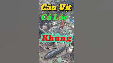 Câu Vịt Lên Hàng Khủng | Nghi Suave Vlog | #fishing #câucá #mientay #nghisuave ##batca #giaitri