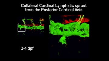 Zebrafish lymphatic development