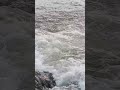 अजय नदी में पानी अभी बहुत ज्यादा बढ़ गया है काफ़ी ख़तरनाक हो गया है चित्तरंजन #shorts #shortsvideo