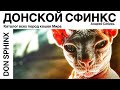 ДОНСКОЙ СФИНКС. ВСЕ ПОРОДЫ КОШЕК МИРА. DON SPHINX.