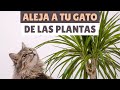 Cómo mantener a tu gato LEJOS DE TUS PLANTAS 🚫🌿